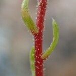 Saxifraga bryoides Azala