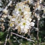 Prunus spinosa Blüte