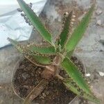 Kalanchoe daigremontiana ഇല