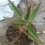 Kalanchoe daigremontiana Folha