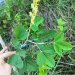 Crotalaria pallida ഇല