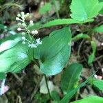 Maianthemum bifolium Лист