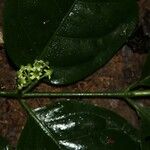 Vangueriella chlorantha Flor