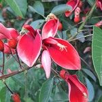 Erythrina crista-galliBlüte