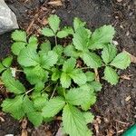 Potentilla norvegica Leaf