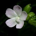 Pavonia schiedeana Květ
