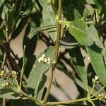 Avicennia germinans Flower