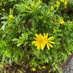Euryops pectinatus Floro