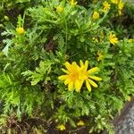 Euryops pectinatus 花