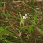 Geranium homeanum Агульны выгляд