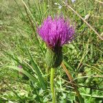 Cirsium acaulon अन्य