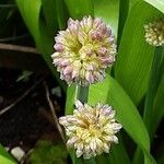 Allium victorialis Květ