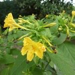 Mirabilis jalapaFlower