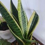 Sansevieria stuckyiLeaf