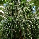 Pandanus myriocarpus
