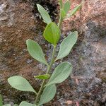 Comandra umbellata Frunză