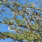 Vachellia seyal Fruto
