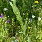 Cynoglossum creticum Habit