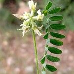 Astragalus hamosus ফুল
