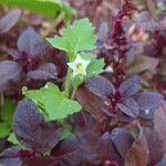 Solanum physalifolium Blodyn