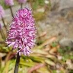 Helonias bullata Flower