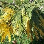 Calocedrus decurrens Leht