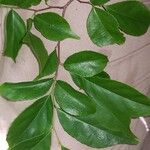 Casearia decandra Hoja