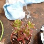 Sedum × rubrotinctum Folio