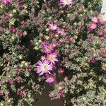 Mesembryanthemum nodiflorum Blomst