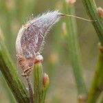 Cytisus oromediterraneus Fruct