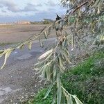 Elaeagnus angustifolia Foglia