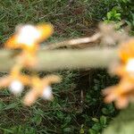 Besleria robusta Flower