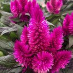 Celosia argentea Flower