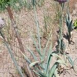 Allium porrum Habitus