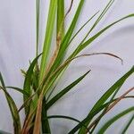 Carex ornithopoda Leaf