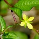 Ludwigia hyssopifolia Egyéb