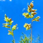 Poa badensis Floare