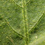 Thelypteris arbuscula Leaf