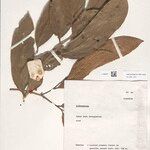 Lithocarpus crassinervius Otro