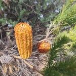 Banksia ericifoliaЦвят