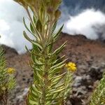 Hubertia tomentosa Frunză