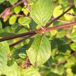 Symphoricarpos orbiculatus Blatt