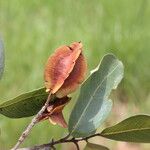 Combretum collinum Fruit