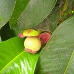 Garcinia mangostana Vrucht