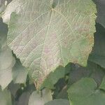 Vitis labrusca Leaf