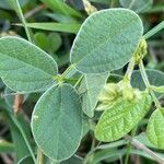 Rhynchosia minima Leaf