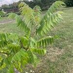 Rhus typhinaFulla