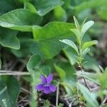 Viola elatior Flower