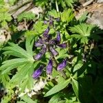 Delphinium tricorne Leaf