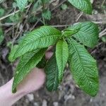 Elephantopus carolinianus Leaf